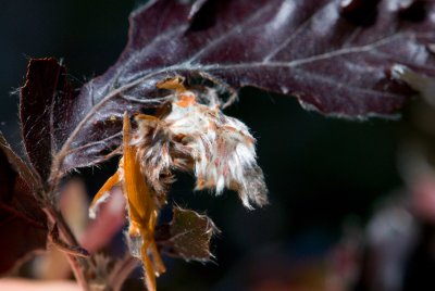 Fagus sylvatica 'Rohanii' - buk lesní - pupen